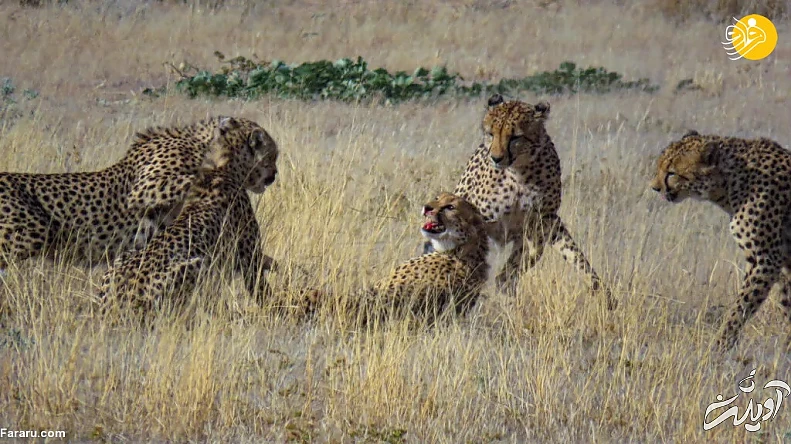 (ویدئو) (ویدئو)